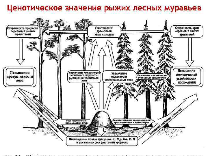 Ценотическое значение рыжих лесных муравьев 