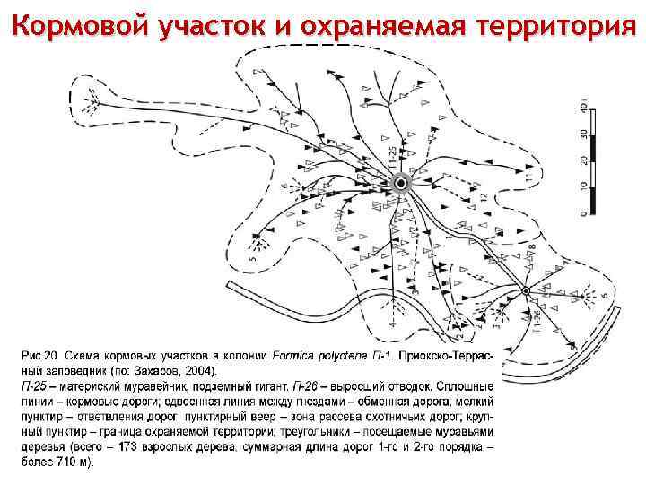 Кормовой участок и охраняемая территория 