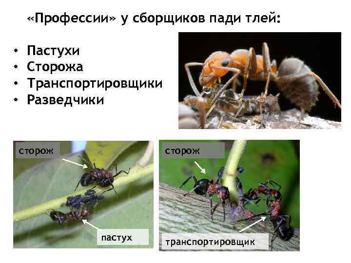  «Профессии» у сборщиков пади тлей: • Пастухи • Сторожа • Транспортировщики • Разведчики