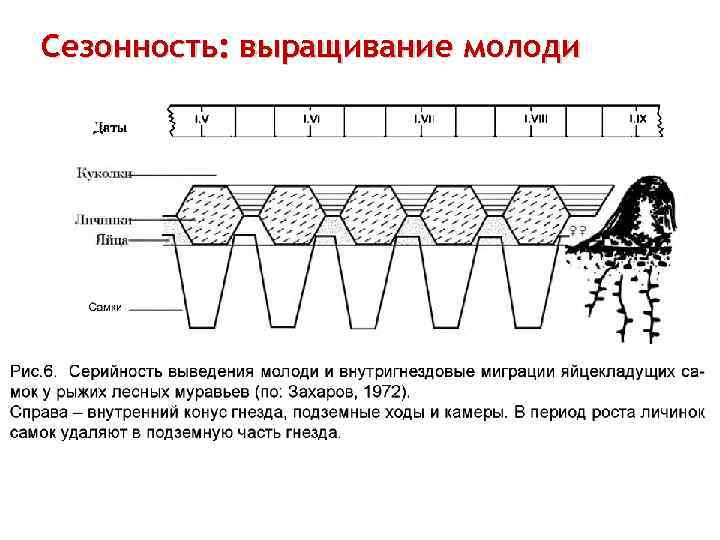 Сезонность: выращивание молоди 