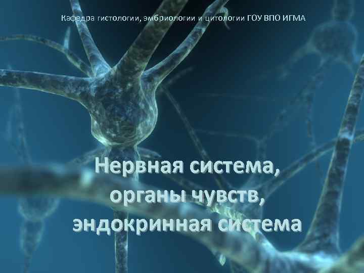 Кафедра гистологии, эмбриологии и цитологии ГОУ ВПО ИГМА   Нервная система,  органы