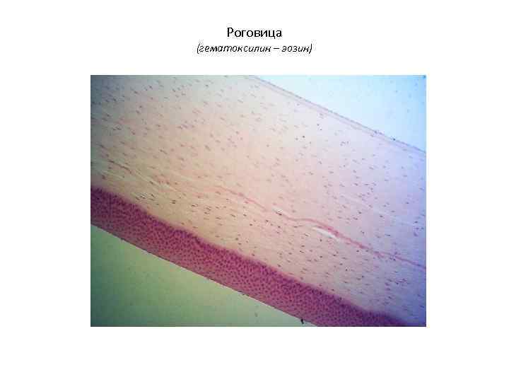  Роговица (гематоксилин – эозин) 