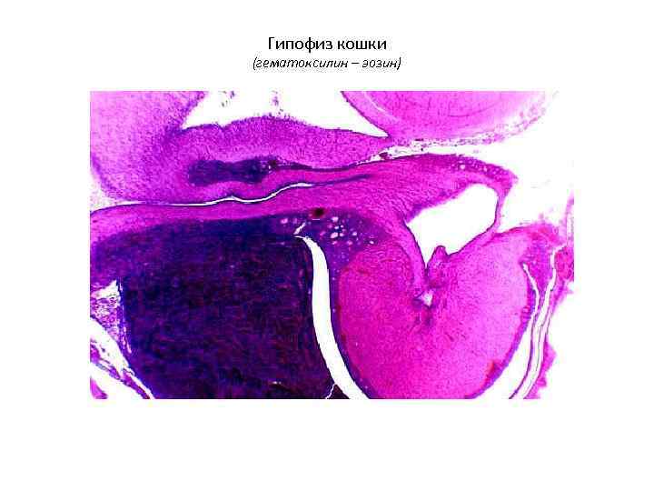  Гипофиз кошки (гематоксилин – эозин) 