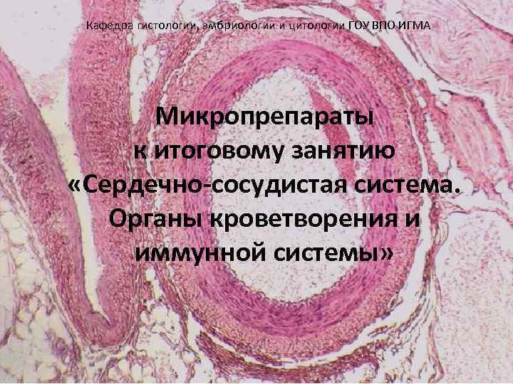  Кафедра гистологии, эмбриологии и цитологии ГОУ ВПО ИГМА Микропрепараты к итоговому занятию «Сердечно-сосудистая