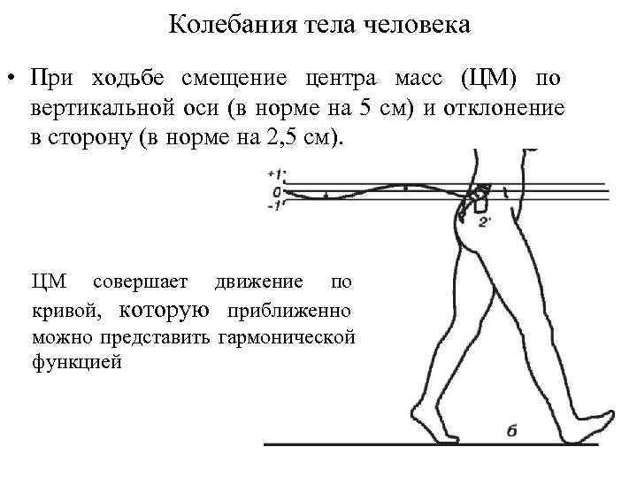 Тело совершая колебания. Колебания тела человека при ходьбе. Колебания в организме человека. Примеры колебаний в организме человека. Колебательные движения в организме человека.