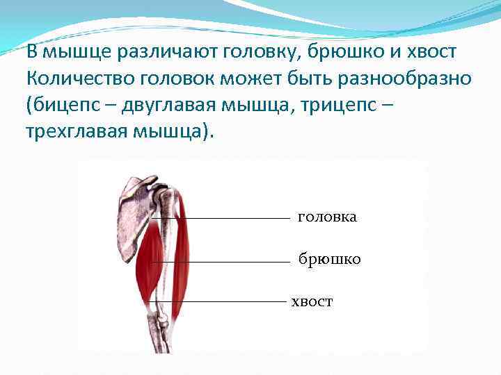 В мышце различают головку, брюшко и хвост Количество головок может быть разнообразно (бицепс –