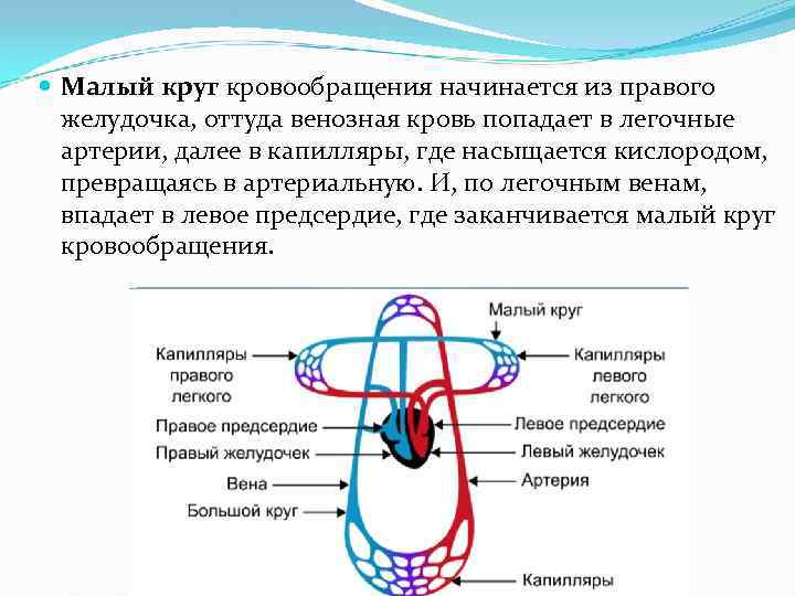  Малый круг кровообращения начинается из правого желудочка, оттуда венозная кровь попадает в легочные