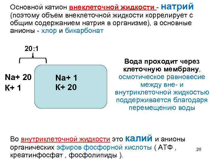  • Основной катион внеклеточной жидкости - натрий (поэтому объем внеклеточной жидкости коррелирует с