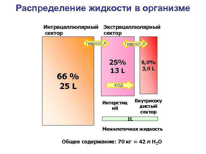 Распределение жидкости в организме Интрацеллюлярный Экстрацеллюлярный сектор Гидрост. Р 25% 8, 0% 3, 0