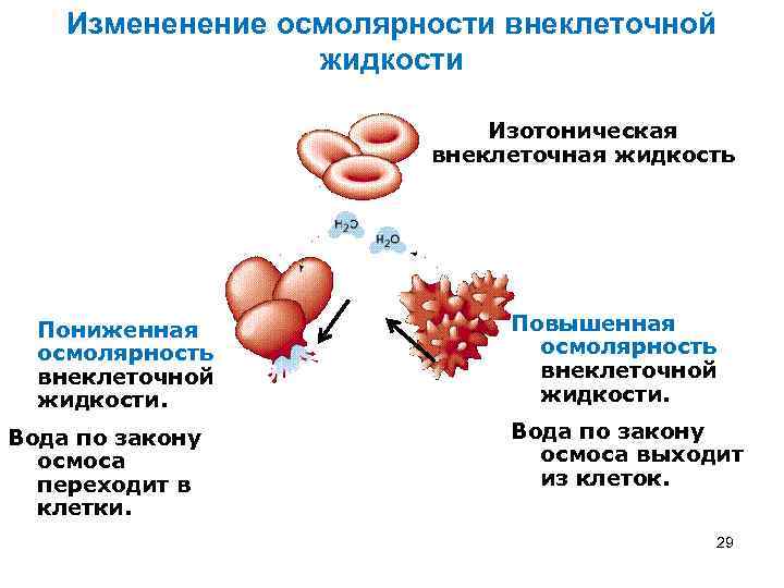  Измененение осмолярности внеклеточной жидкости Изотоническая внеклеточная жидкость Пониженная Повышенная осмолярность внеклеточной жидкости. Вода