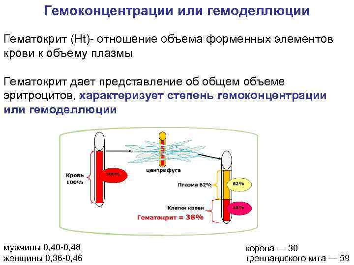  Гемоконцентрации или гемоделлюции Гематокрит (Ht)- отношение объема форменных элементов крови к объему плазмы