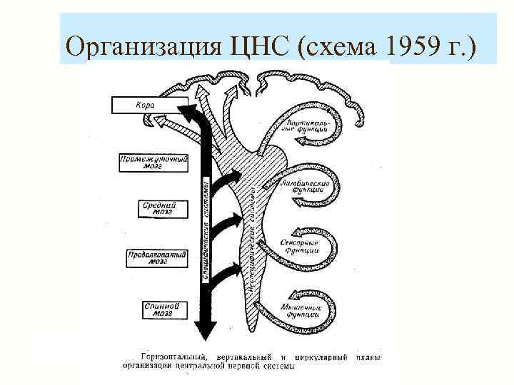 Организация ЦНС (схема 1959 г. ) 