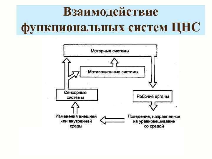  Взаимодействие функциональных систем ЦНС 
