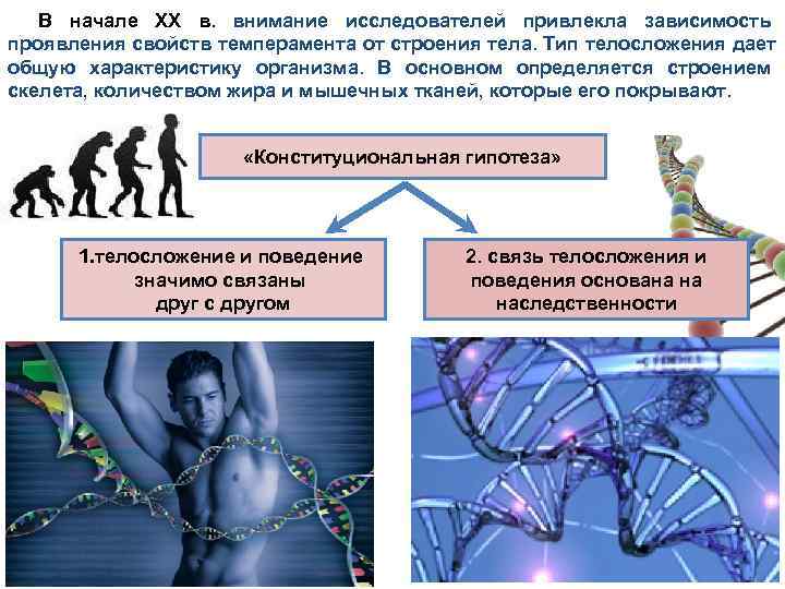  В начале XX в. внимание исследователей привлекла зависимость проявления свойств темперамента от строения