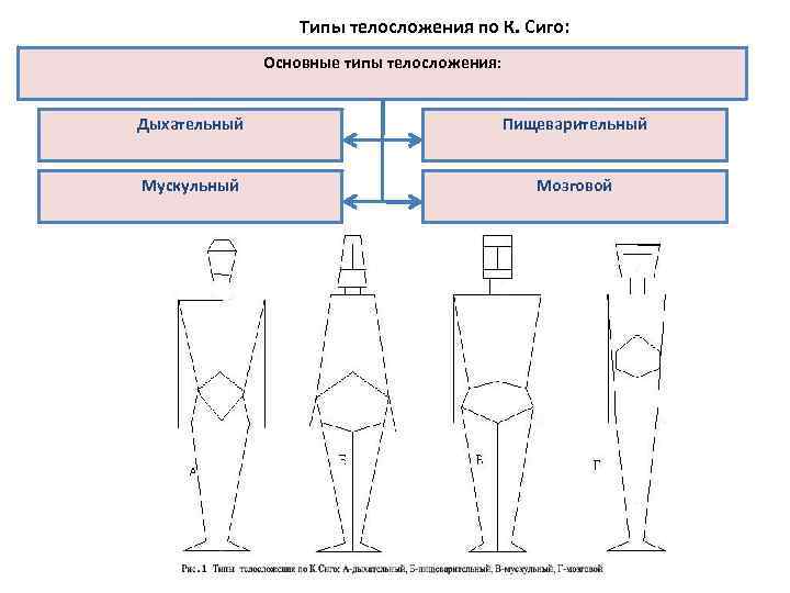  Типы телосложения по К. Сиго: Основные типы телосложения: Дыхательный Пищеварительный Мускульный Мозговой 