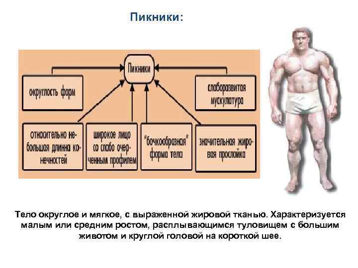  Пикники: Тело округлое и мягкое, с выраженной жировой тканью. Характеризуется малым или средним