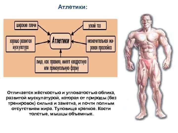  Атлетики: Отличается жёсткостью и угловатостью облика, развитой мускулатурой, которая от природы (без тренировок)