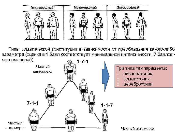  Типы соматической конституции в зависимости от преобладания какого-либо параметра (оценка в 1 балл