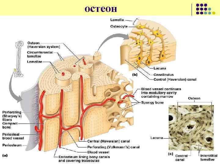 остеон 