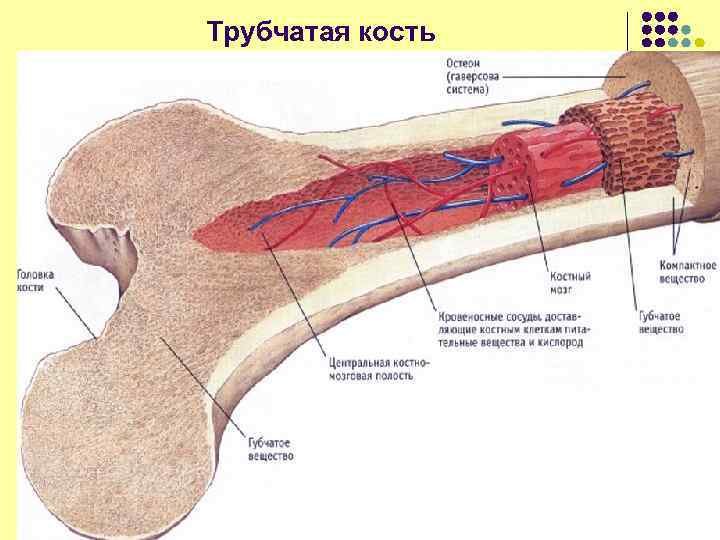 Трубчатая кость 