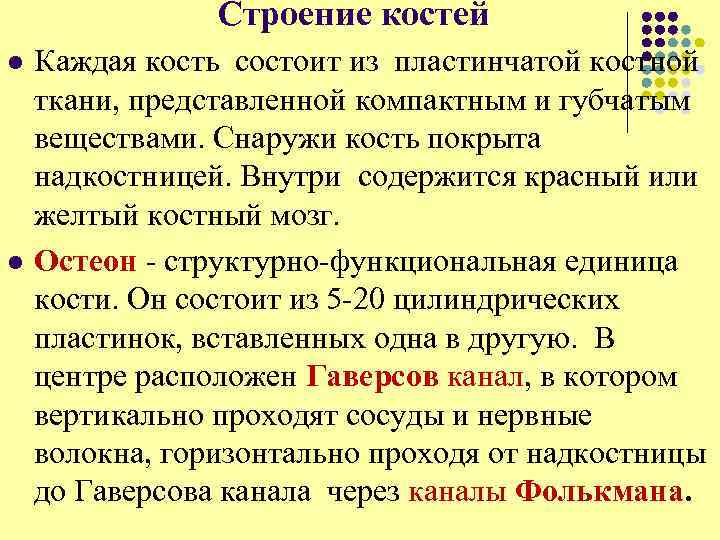  Строение костей l Каждая кость состоит из пластинчатой костной ткани, представленной компактным и