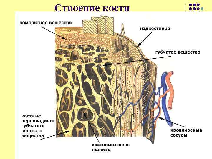 Строение кости 