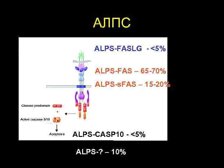  АЛПС ALPS-FASLG - <5% ALPS-FAS – 65 -70% ALPS-s. FAS – 15 -20%