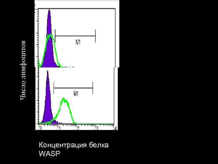 Число лимфоцитов Концентрация белка WASP 