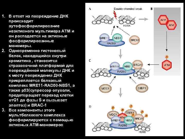 События при повреждении ДНК 1. В ответ на повреждение ДНК происходит аутофосфорилирование неактивного мультимера