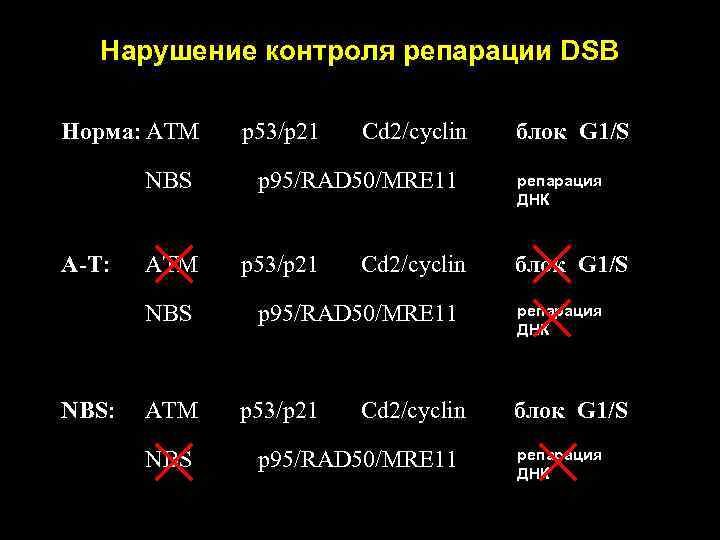  Нарушение контроля репарации DSB Норма: АТМ р53/р21 Сd 2/cyclin блок G 1/S NBS