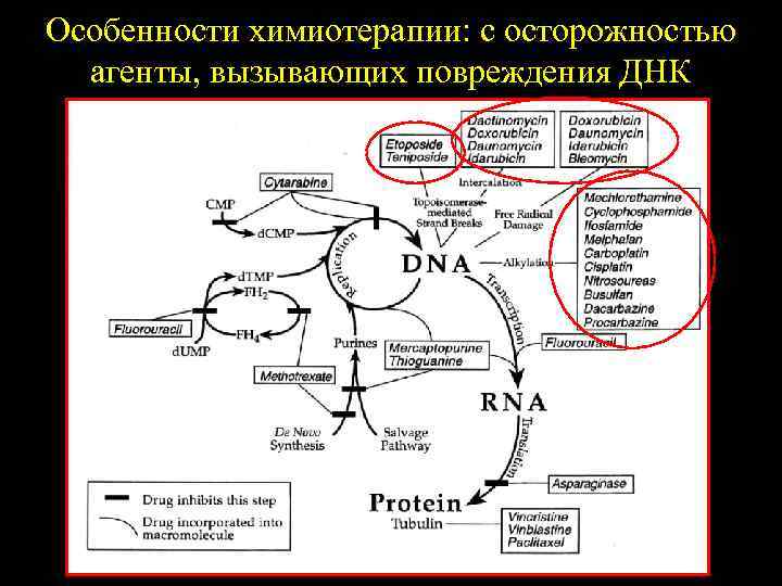 Особенности химиотерапии: с осторожностью агенты, вызывающих повреждения ДНК 