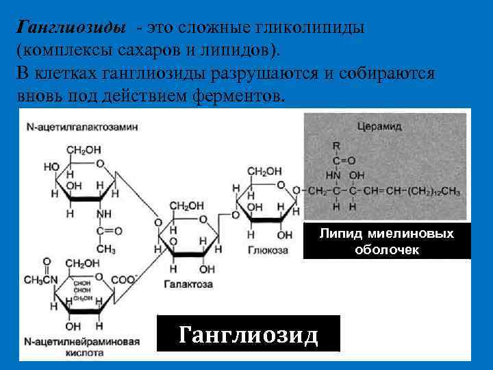 Ганглиозиды - это сложные гликолипиды (комплексы сахаров и липидов). В клетках ганглиозиды разрушаются и