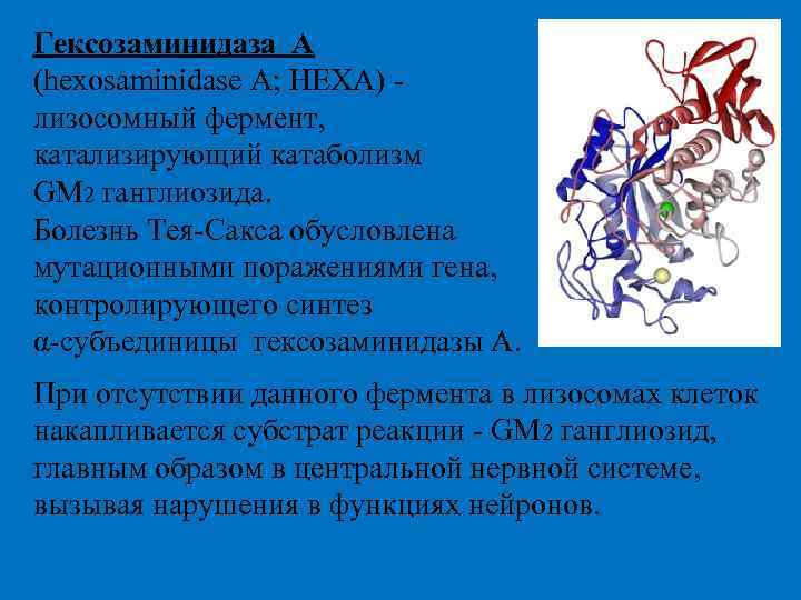 Гексозаминидаза А (hexosaminidase A; HEXA) - лизосомный фермент, катализирующий катаболизм GM 2 ганглиозида. Болезнь