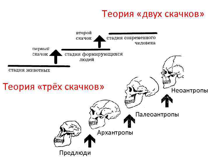     Теория «двух скачков» Теория «трёх скачков»    Неоантропы