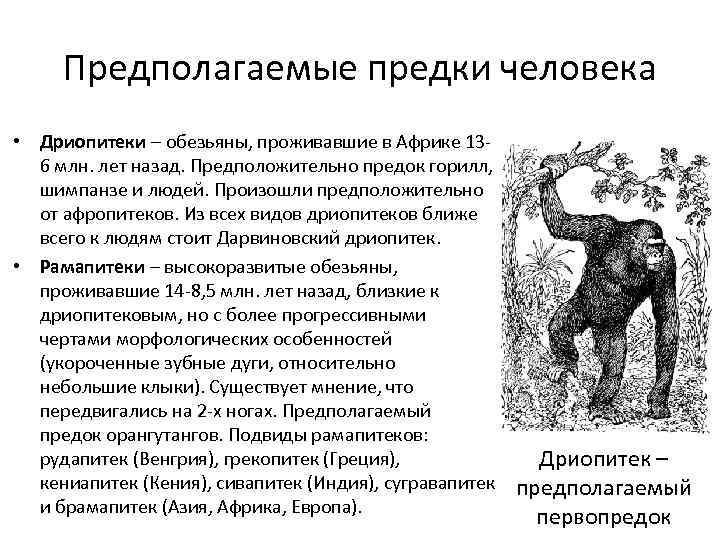  Предполагаемые предки человека • Дриопитеки – обезьяны, проживавшие в Африке 13 - 