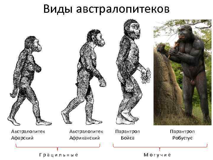   Виды австралопитеков Австралопитек  Парантроп Афарский   Африканский  Бойса 