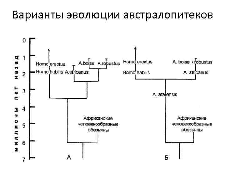 Варианты эволюции австралопитеков 