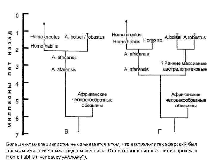 Большинство специалистов не сомневается в том, что австралопитек афарский был прямым или косвенным предком