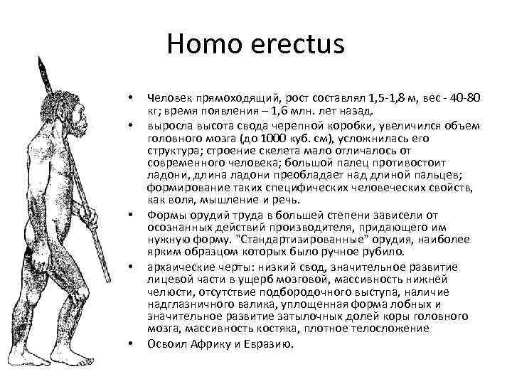   Homo erectus •  Человек прямоходящий, рост составлял 1, 5 -1, 8