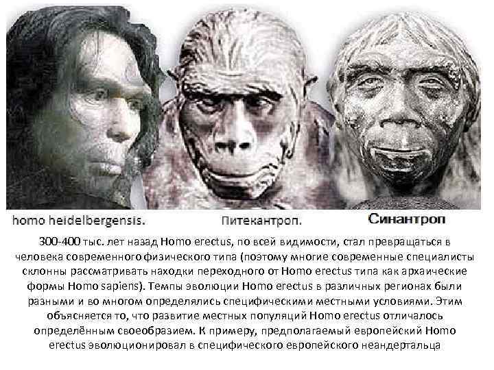   300 -400 тыс. лет назад Homo erectus, по всей видимости, стал превращаться