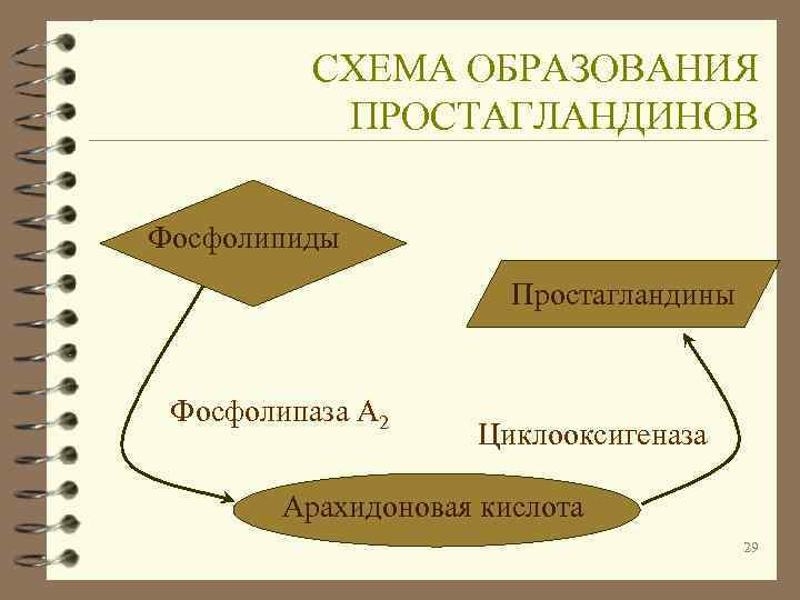    СХЕМА ОБРАЗОВАНИЯ  ПРОСТАГЛАНДИНОВ Фосфолипиды    Простагландины  Фосфолипаза