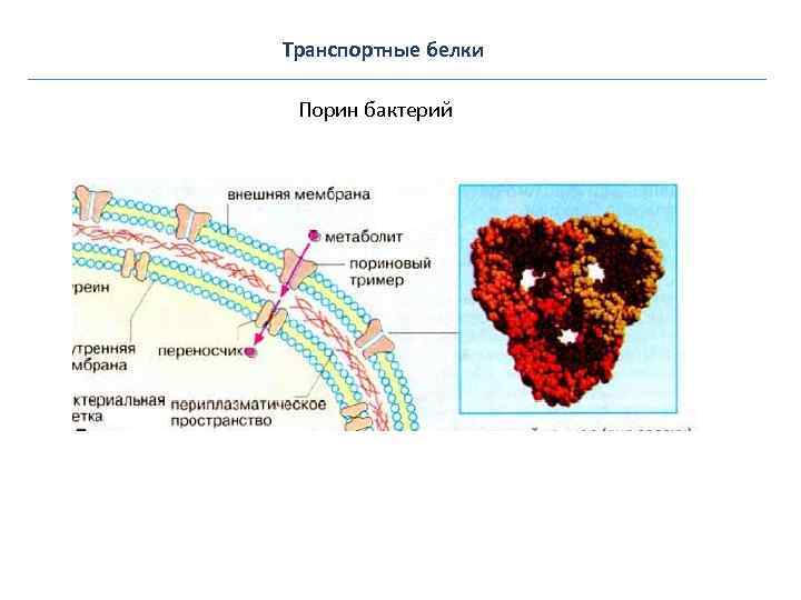 Транспортные белки  Na+/K+ АТФаза 