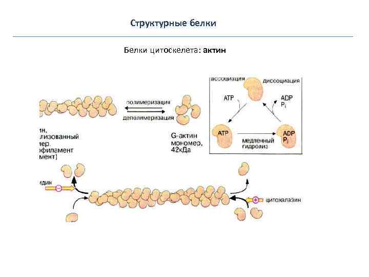   Структурные белки Белки цитоскелета: цитокератины,  десмин, виментин и др. (белки 