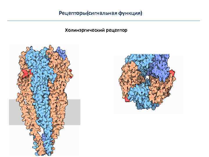  Регуляторные белки ц. АМФ зависимая протеинкиназа (PKA) 