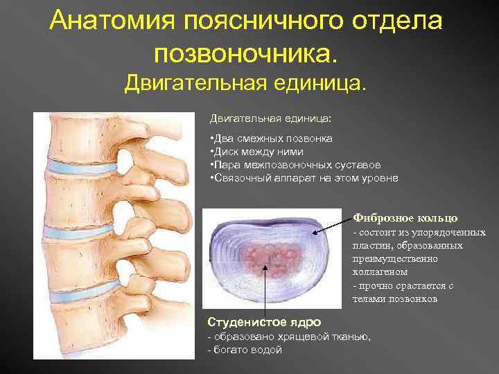 Анатомия поясничного. Поясничный отдел позвоночника анатомия. Капсульно связочный аппарат поясничного отдела. Единицы межпозвонковых суставов перечислите. Уплощение дисков позвоночника.