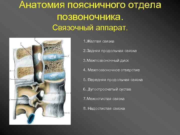 Связки 3. Передняя продольная связка позвоночника анатомия. Связочный аппарат позвонков. Желтая связка позвоночника анатомия. Связочный аппарат позвоночника анатомия.