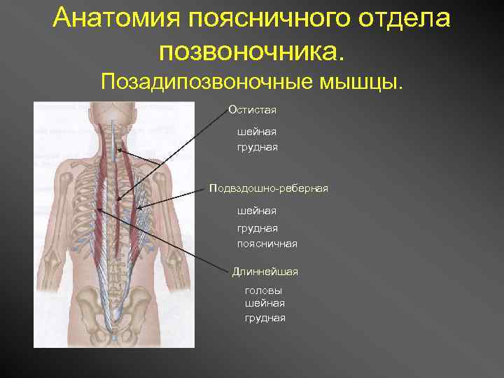 Анатомия поясничного. Остистая длиннейшая и подвздошно реберная мышцы. Длинная остистая и подвздошно реберной это головки какой мышцы.