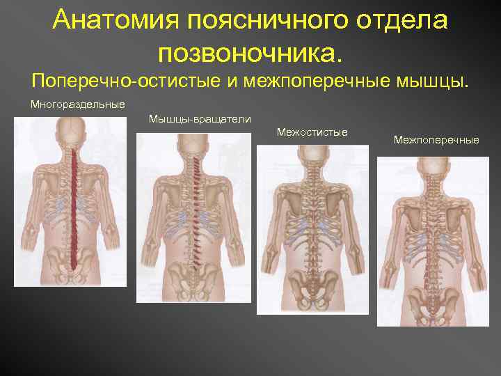 Мышцы вращатели анатомия