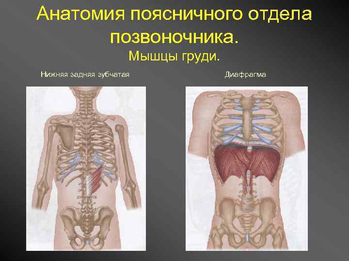 Анатомия поясничного. Анатомия поясничного отдела. Мышцы поясничного отдела позвоночника анатомия. Анатомия поясничного отдела позвоночника Спланхнология. Визуализационная анатомия поясничного отдела.