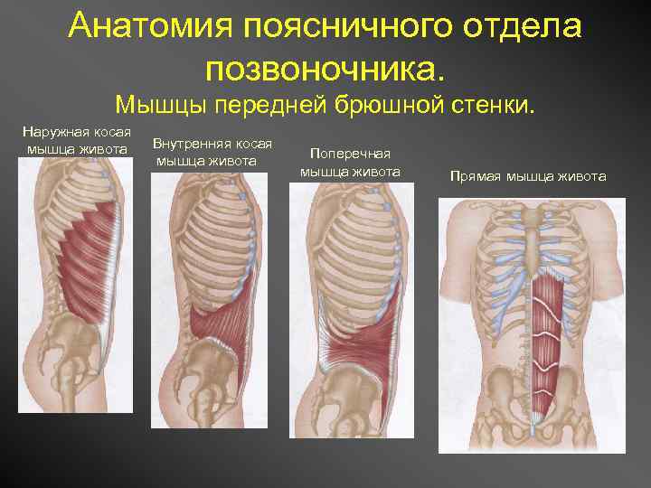 Мышца выпрямляющая позвоночник